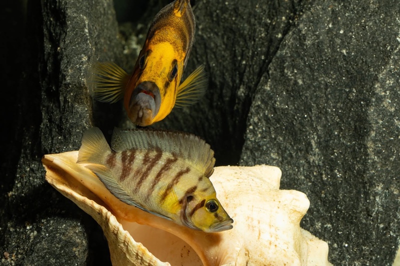Altolamprologus compressiceps 'Kantalamba'